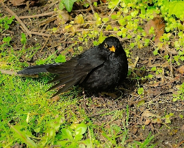 Foto Natura uccello volare animali selvatici