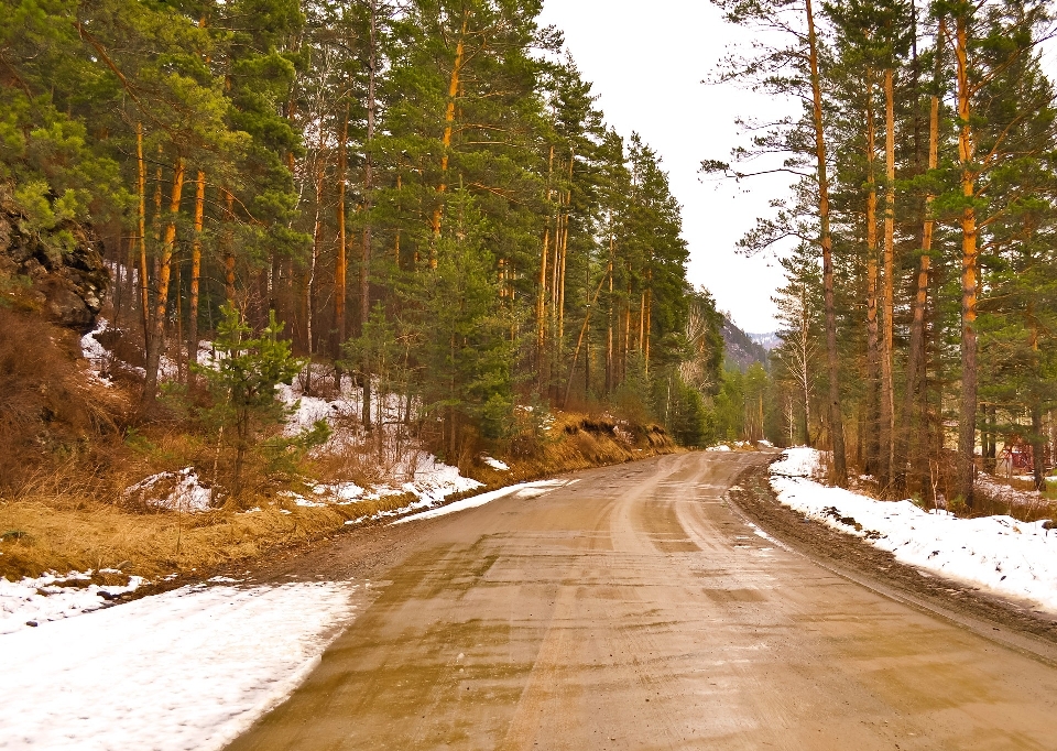 Landschaft baum wasser wald