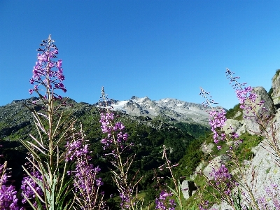 Nature rock blossom mountain Photo