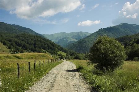 Landscape nature forest grass Photo