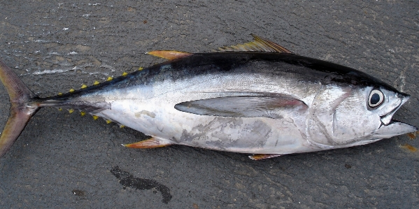 Fishing fish vertebrate bonito Photo