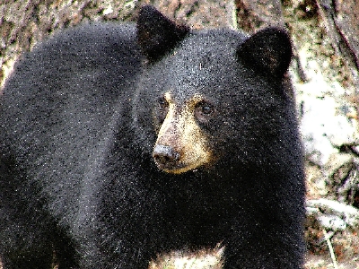 自然 動物 クマ 野生動物 写真