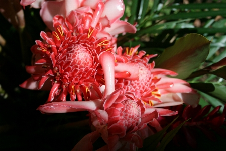 Blossom plant fruit flower Photo