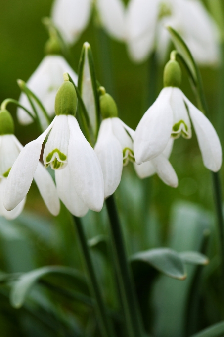 Nature fleurir usine blanc