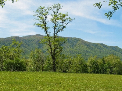 Landscape tree nature forest Photo