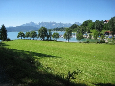 Landscape tree water grass Photo