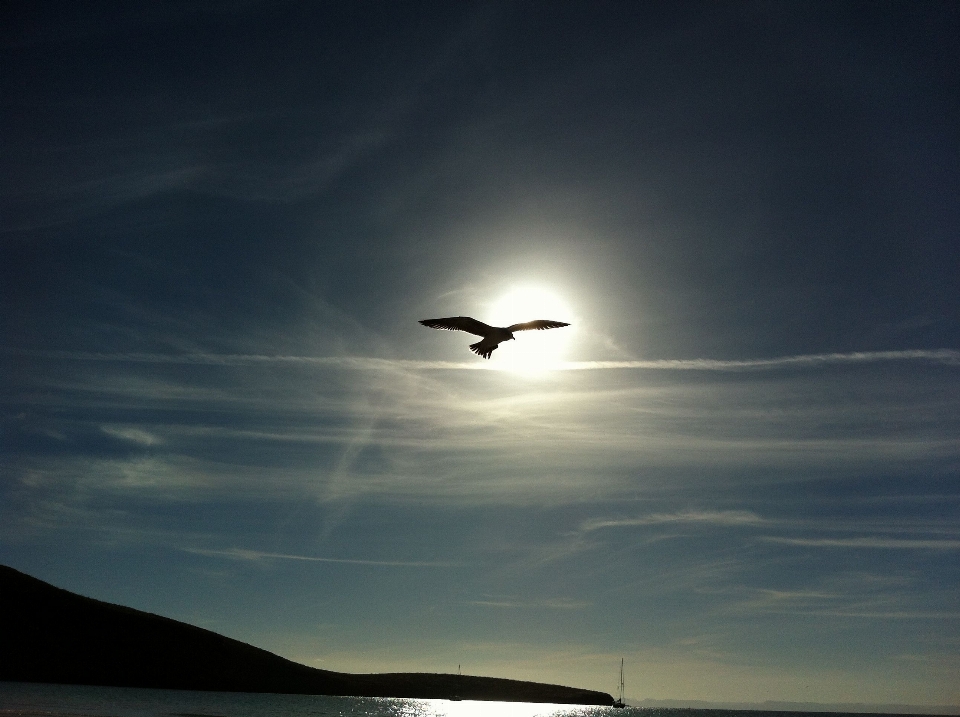 海 海洋 地平線 鳥