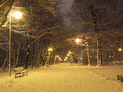 Фото дерево снег зима свет