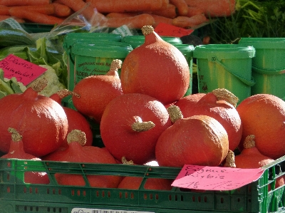 Apple plant fruit food Photo