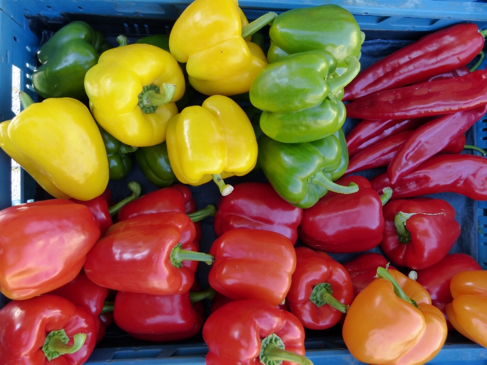 Anlage essen produzieren gemüse