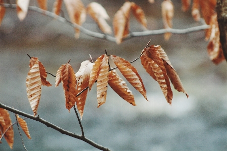 Foto árvore natureza filial inverno