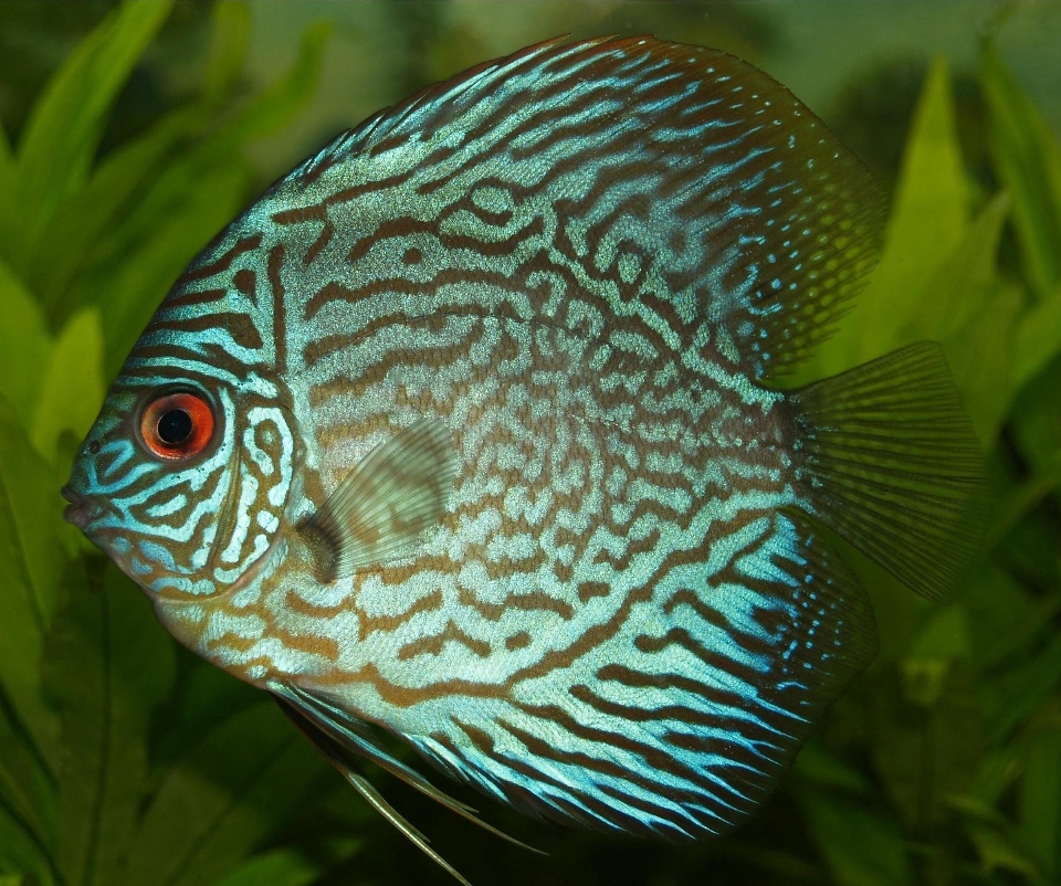 Underwater green tropical biology