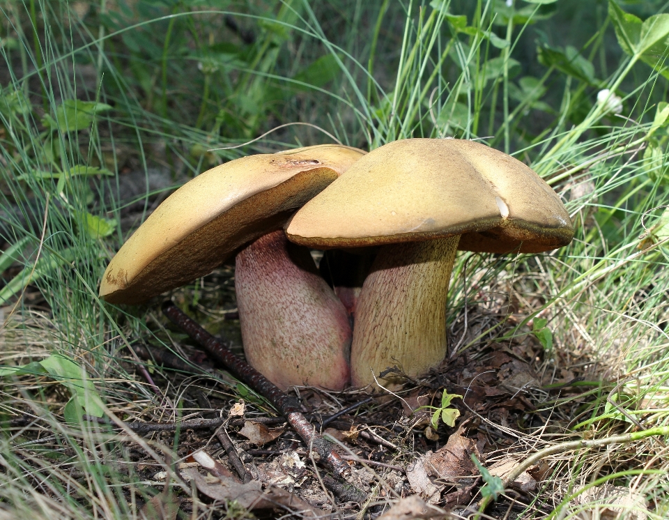 Champiñón fauna hongo
 bosque
