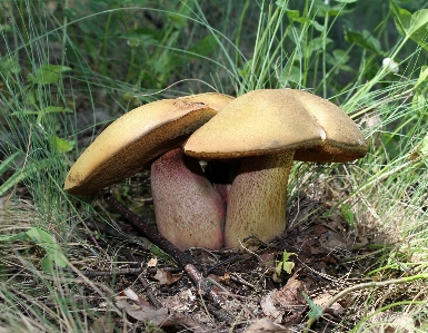 Pilz fauna pilz
 wald
 Foto