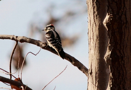 Branch bird wing fly Photo