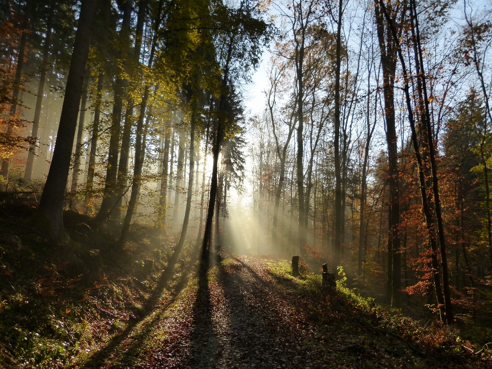 Pohon alam hutan gurun
