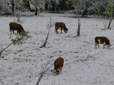 Foto Neve frio inverno animais selvagens