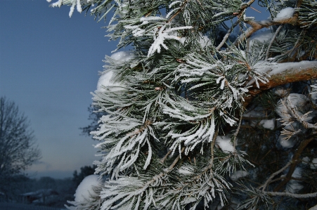 Foto árvore filial neve frio