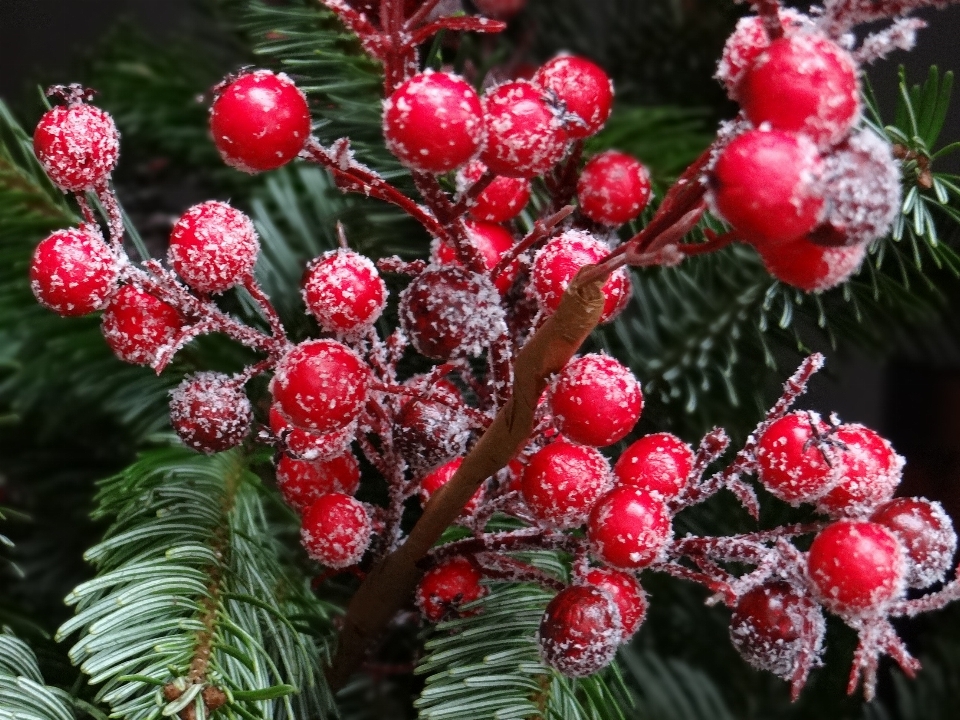 Arbre bifurquer usine fruit