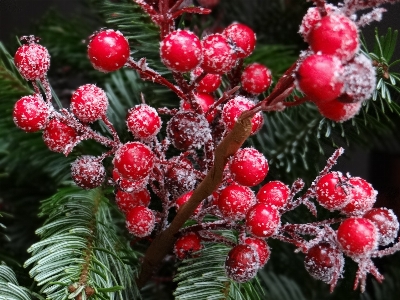 Tree branch plant fruit Photo