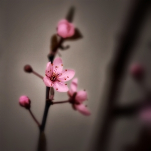 Branch blossom plant photography Photo