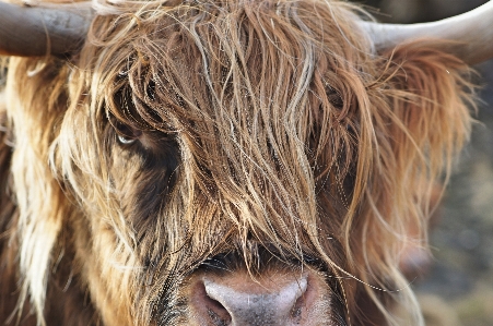 Foto Cabello caballo mamífero semental