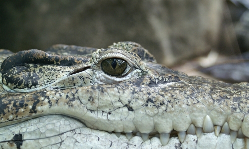 Tier tierwelt reptil schließen Foto