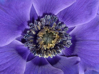 花 植物 紫 花弁 写真