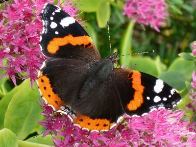 Wing flower summer insect Photo