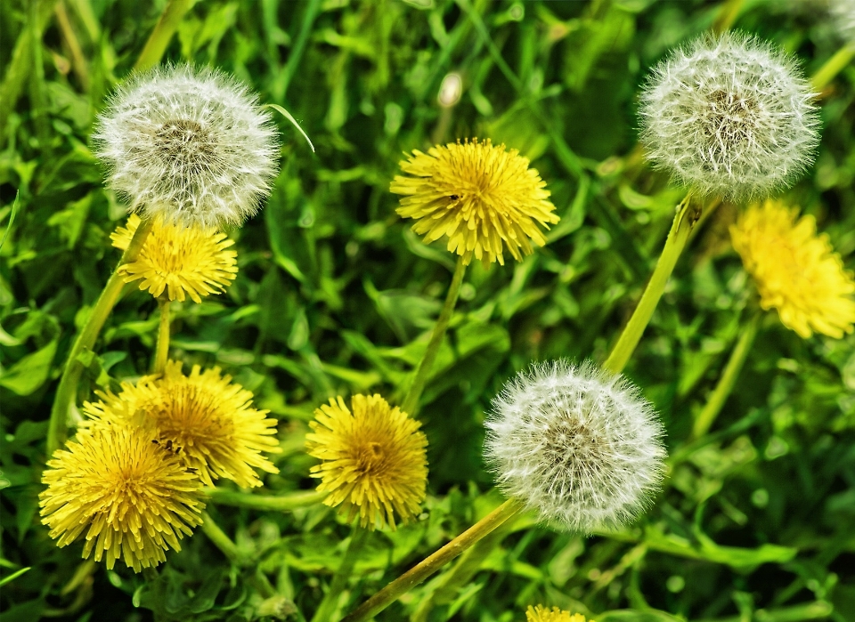 Plant lawn meadow dandelion