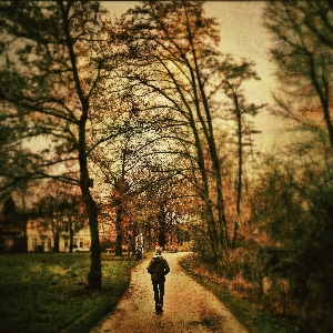 Foto Paesaggio albero natura foresta