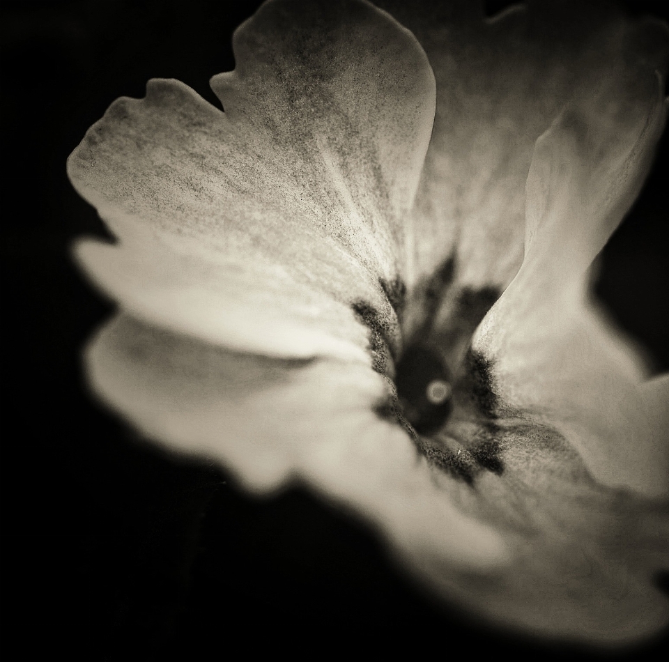 Naturaleza luz en blanco y negro
 planta