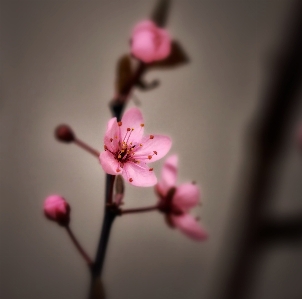 Branch blossom plant photography Photo