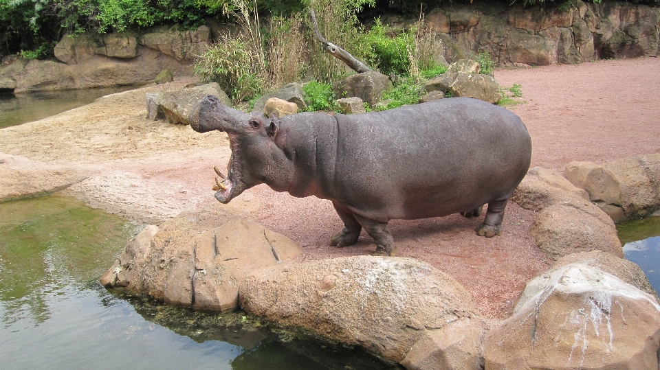 Lazer animais selvagens jardim zoológico mamífero