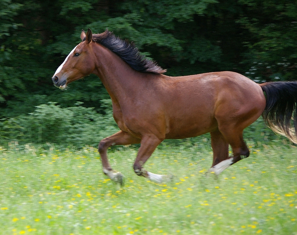 Meadow animal pasture grazing