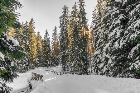 Tree forest wilderness mountain Photo