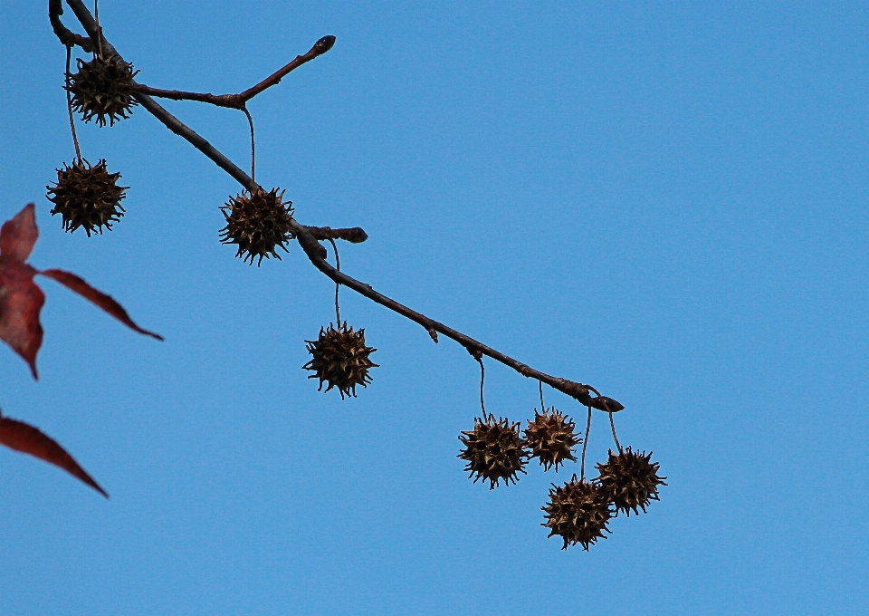 Baum natur zweig blüte