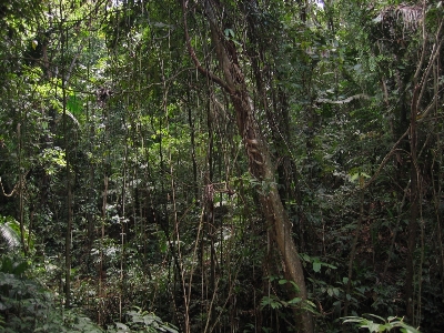 树 森林 沼泽 荒野 照片