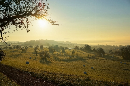 Landscape tree nature grass Photo