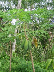 Tree plant fruit flower Photo