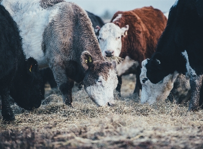 Foto Azienda agricola animali selvatici mucca bestiame