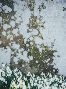 Grass branch snow winter Photo