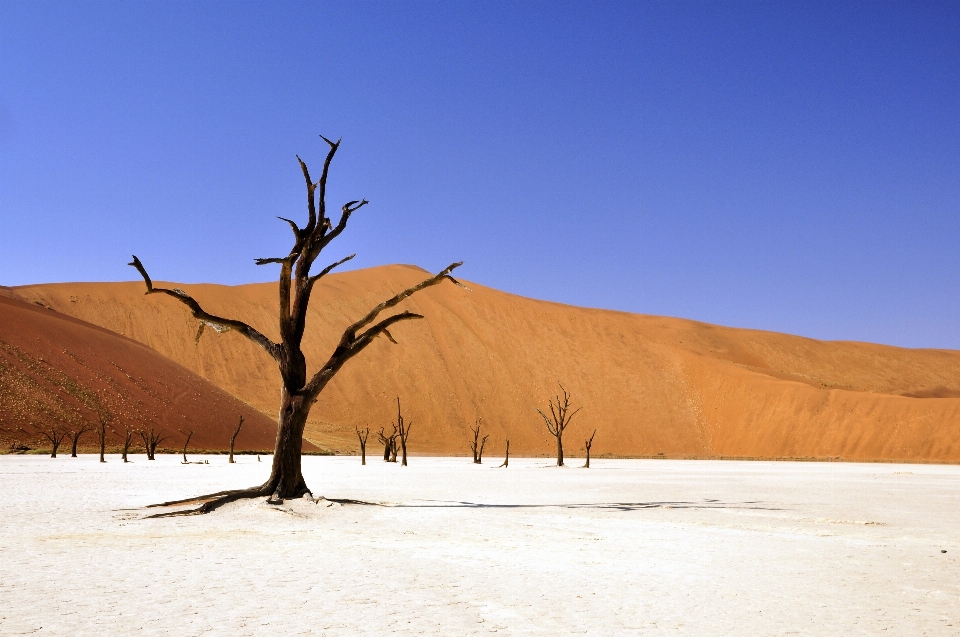 Paisaje mar árbol arena