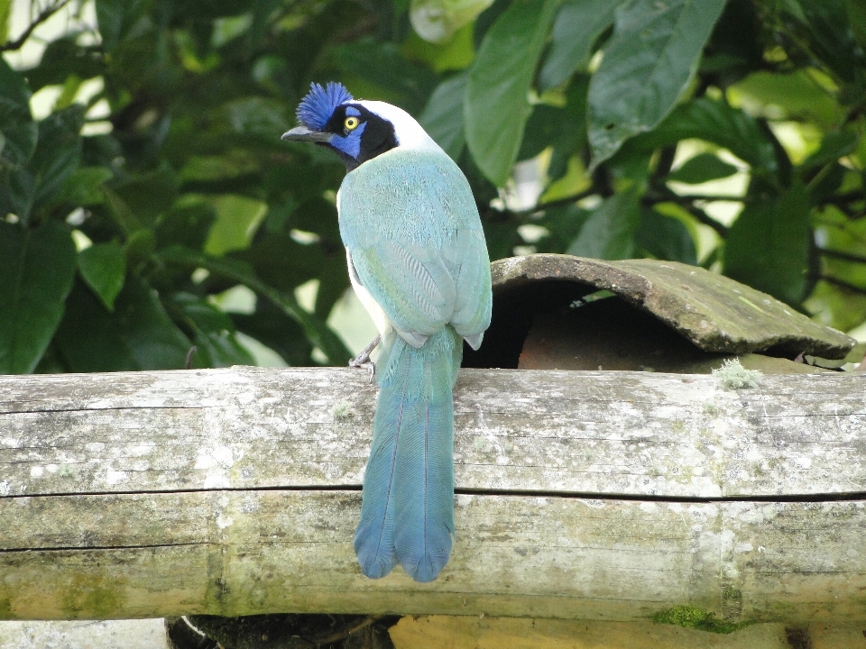 Nature oiseau faune zoo