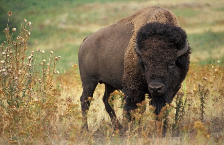 Grass wilderness meadow prairie Photo