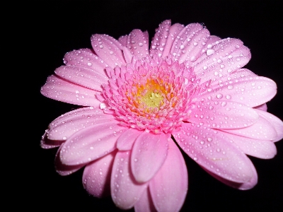 Blossom plant photography flower Photo