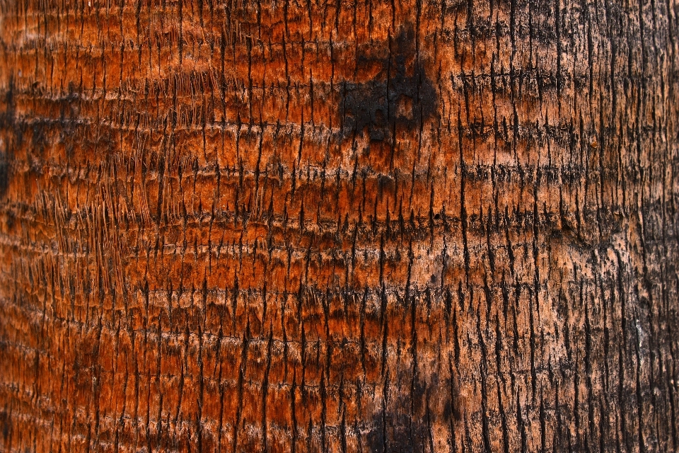 árbol rock rama madera