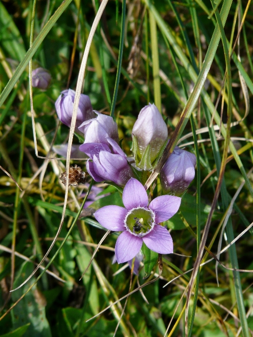 Alam mekar tanaman padang rumput
