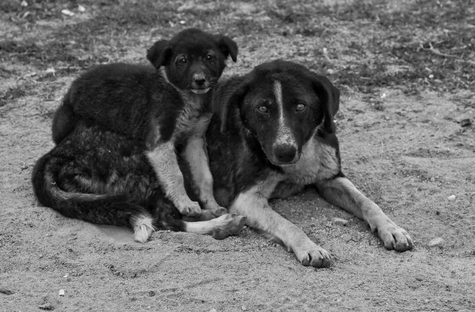 Preto e branco
 filhote de cachorro canino
