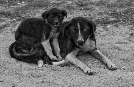 黒と白
 子犬 犬 犬歯
 写真